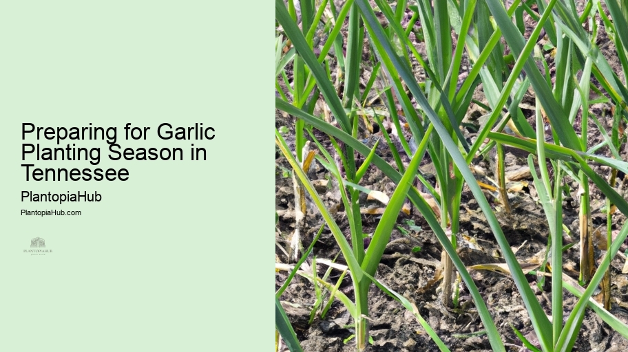 Preparing for Garlic Planting Season in Tennessee