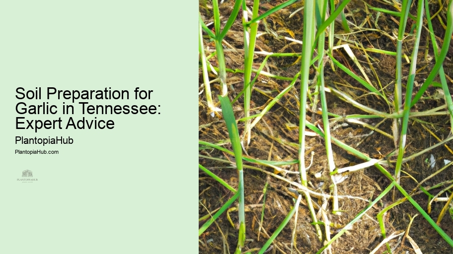 Soil Preparation for Garlic in Tennessee: Expert Advice